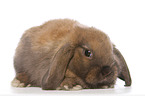 Mini Lop