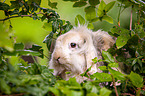 dwarf lop