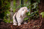 dwarf lop
