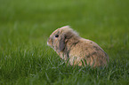 floppy-eared rabbit