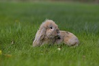 floppy-eared rabbit