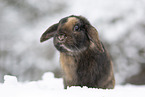 Mini Lop in snow