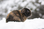 Mini Lop in snow