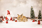 dwarf lop