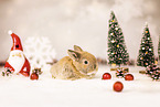 dwarf lop
