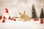 dwarf lop