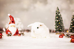 dwarf lop