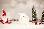 dwarf lop
