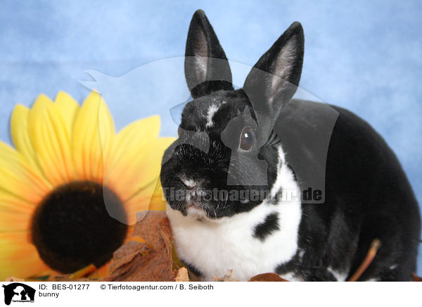 bunny / BES-01277