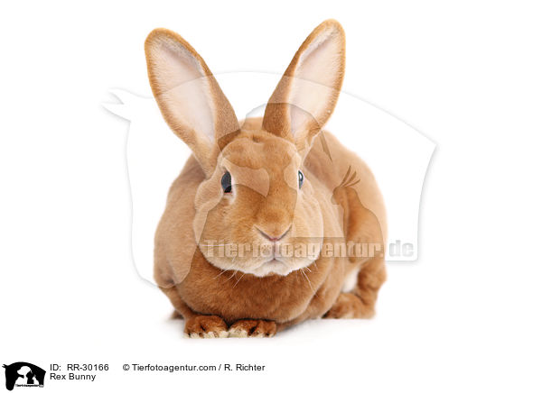 Rex Bunny / RR-30166