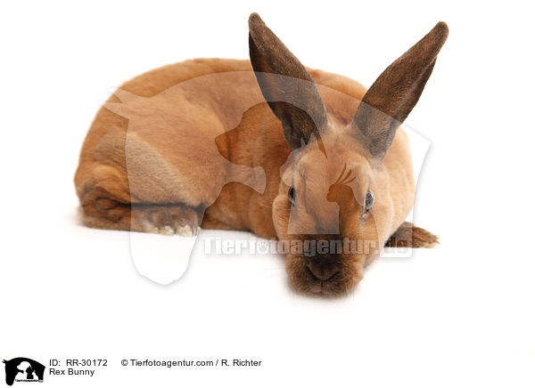 Rex Bunny / RR-30172