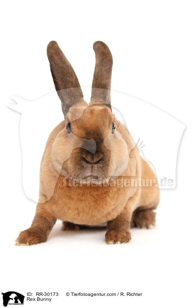 Rex Bunny / RR-30173