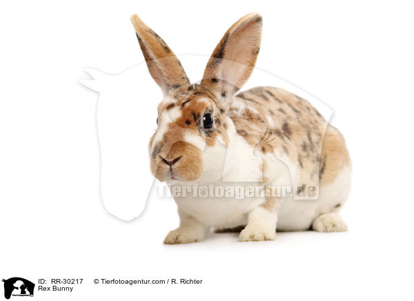 Rex Bunny / RR-30217