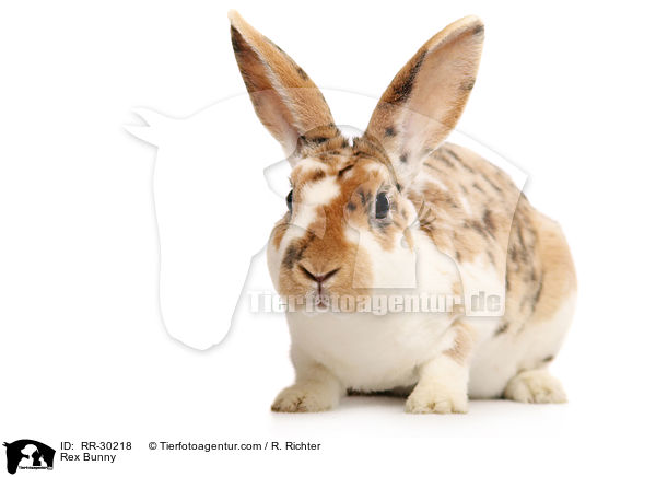 Rex Bunny / RR-30218