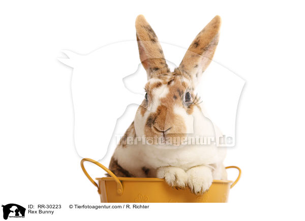 Rex Bunny / RR-30223