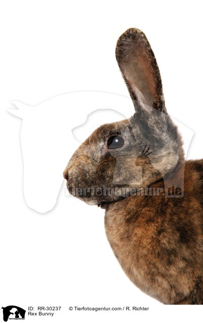 Rex Bunny / RR-30237