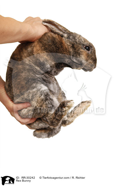 Kleinrex / Rex Bunny / RR-30242