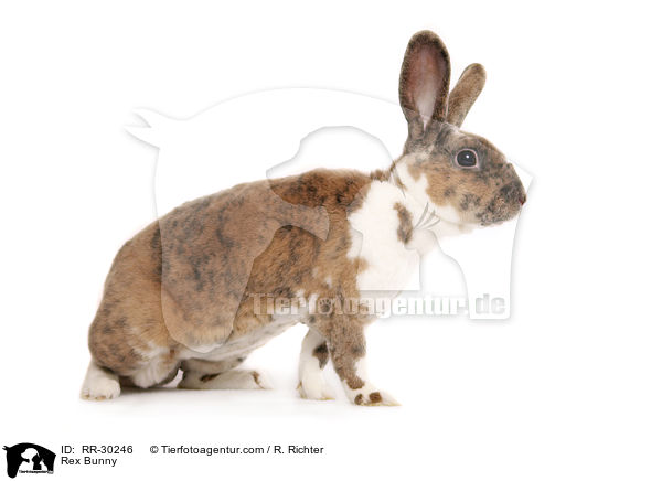 Rex Bunny / RR-30246
