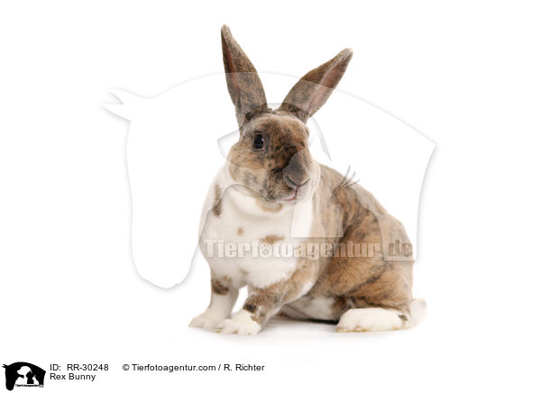 Rex Bunny / RR-30248