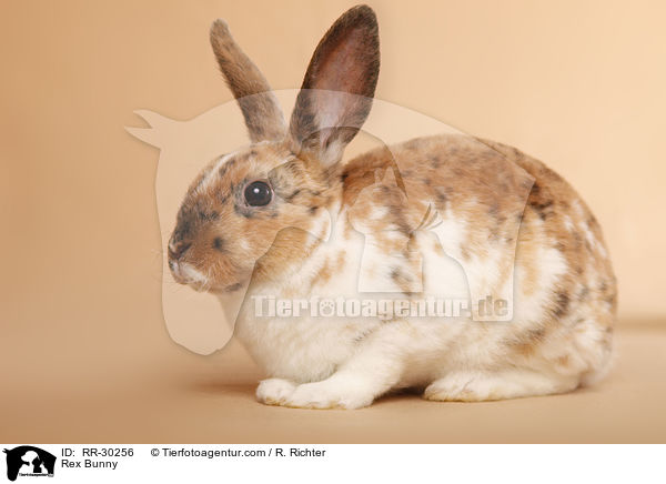 Rex Bunny / RR-30256