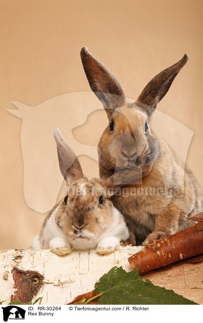 Rex Bunny / RR-30264