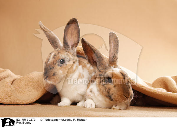Rex Bunny / RR-30273