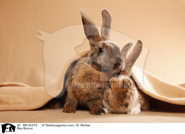 Rex Bunny / RR-30275
