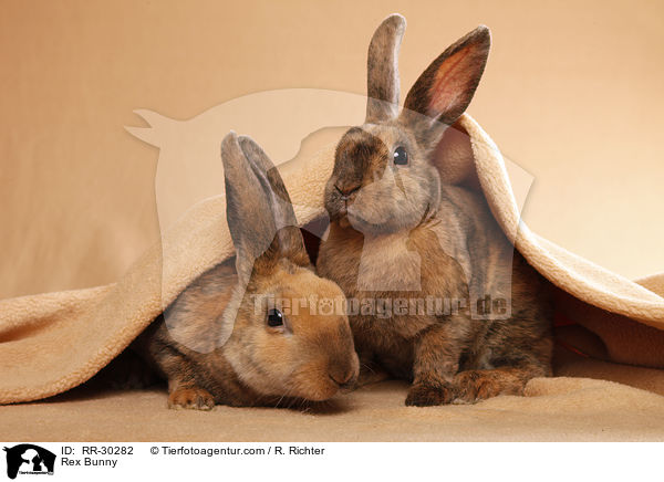 Rex Bunny / RR-30282