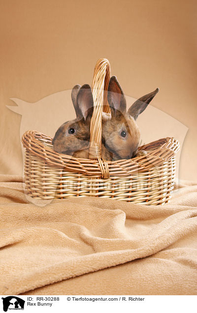 Rex Bunny / RR-30288