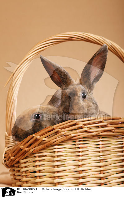 Rex Bunny / RR-30294