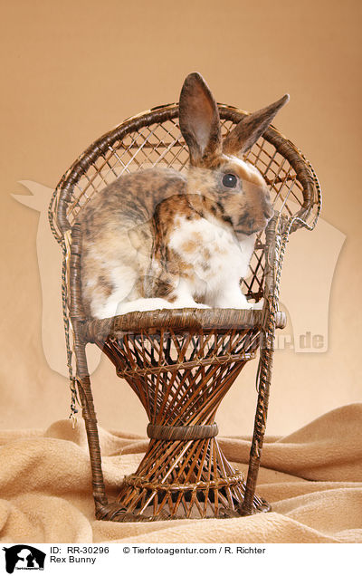 Rex Bunny / RR-30296