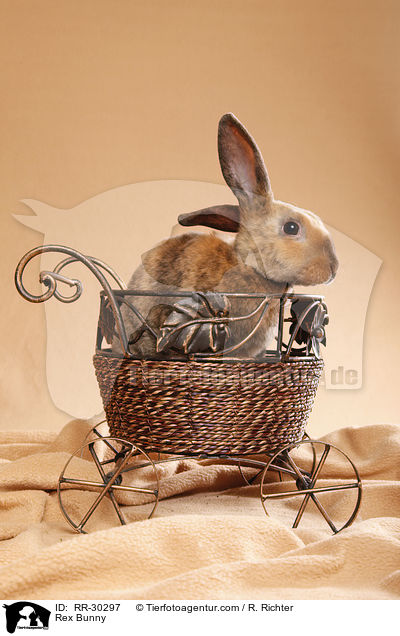 Rex Bunny / RR-30297