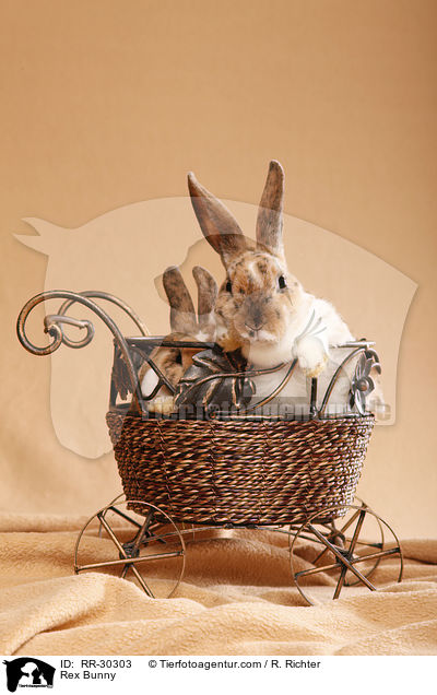 Rex Bunny / RR-30303