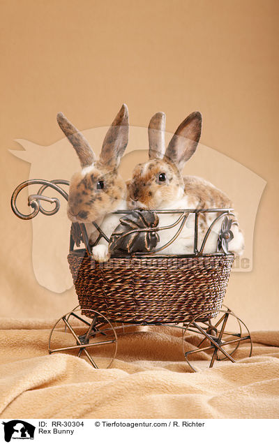 Rex Bunny / RR-30304