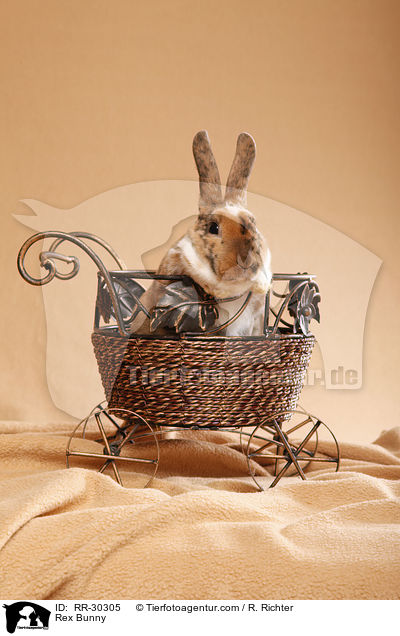 Rex Bunny / RR-30305