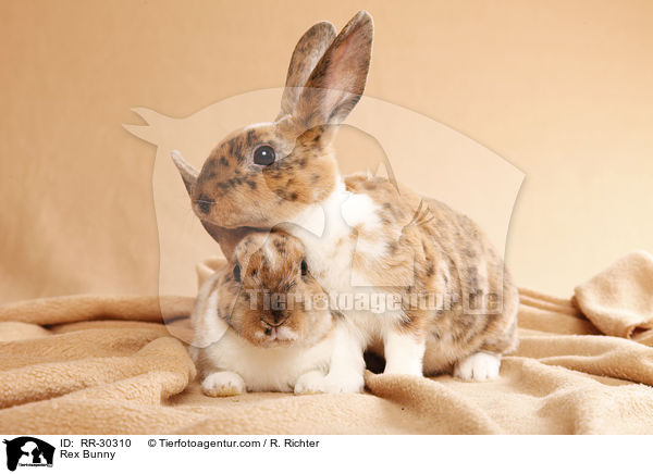 Rex Bunny / RR-30310