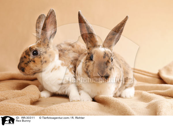 Rex Bunny / RR-30311