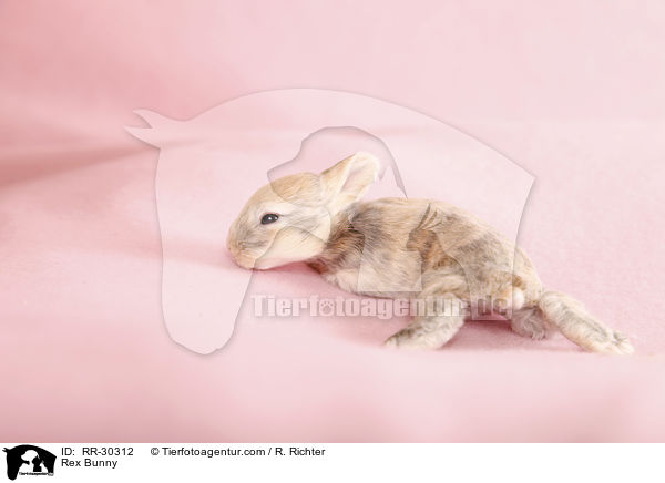 Rex Bunny / RR-30312
