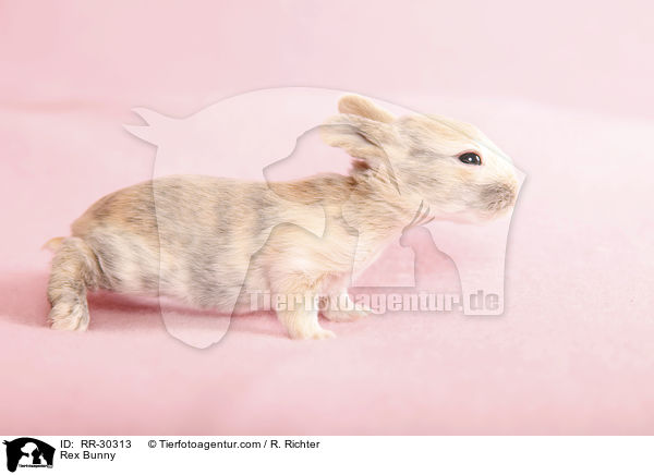 Rex Bunny / RR-30313