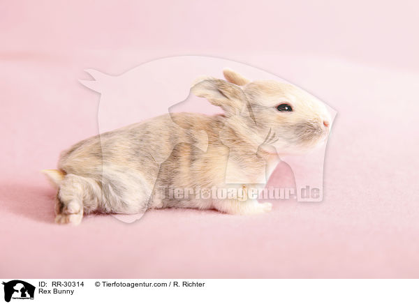 Rex Bunny / RR-30314