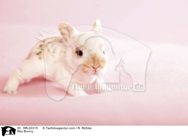 Rex Bunny / RR-30315