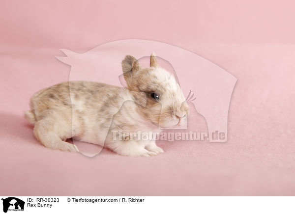 Rex Bunny / RR-30323