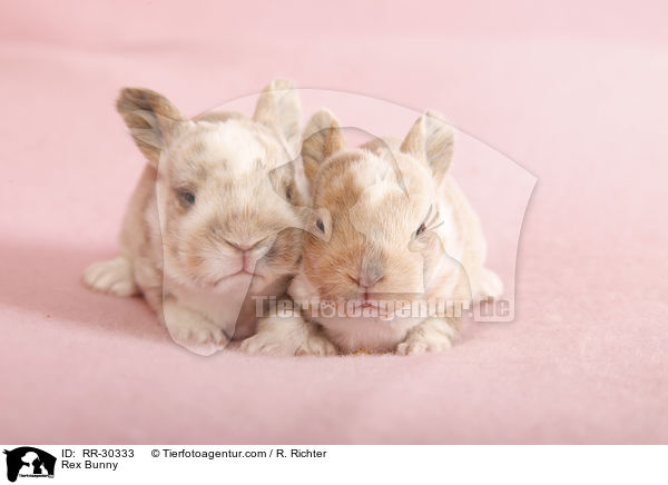 Rex Bunny / RR-30333