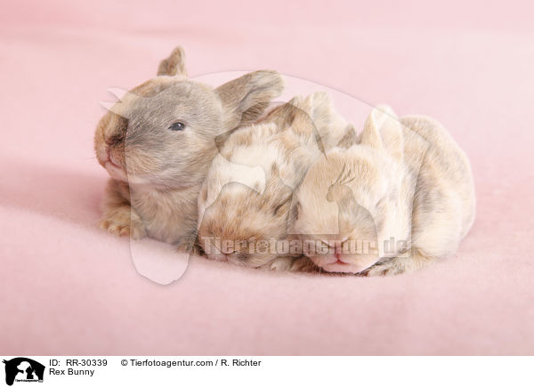 Rex Bunny / RR-30339