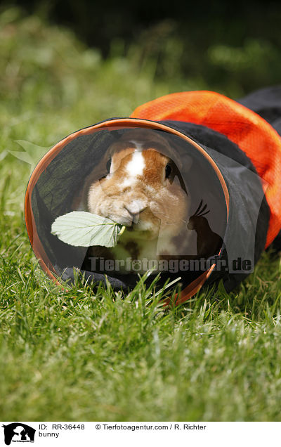 bunny / RR-36448