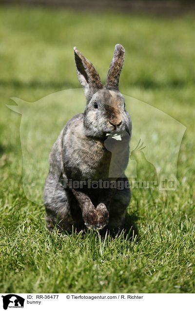 Kleinrex Kaninchen / bunny / RR-36477