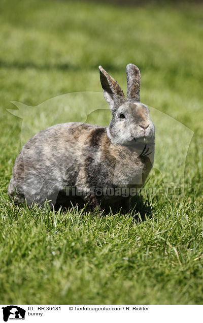 Kleinrex Kaninchen / bunny / RR-36481