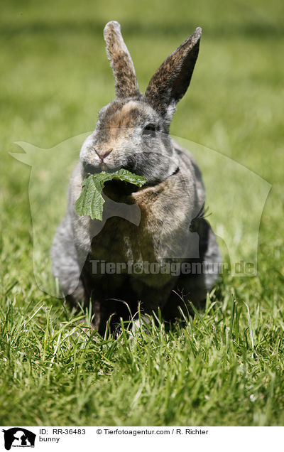 Kleinrex Kaninchen / bunny / RR-36483