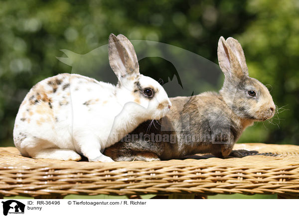Kleinrex Kaninchen / bunny / RR-36496