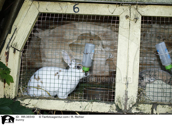 bunny / RR-36549